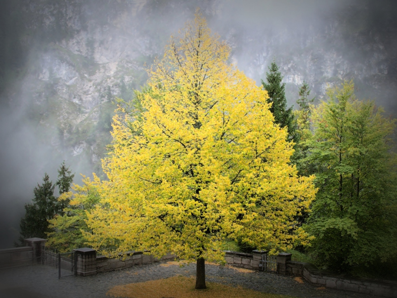 Illustration for article titled 100 Gorgeous Photos Of Fall Leaves